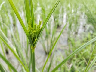 Nut grass or yellow nutsedge (Cyperus esculentus) growth in rice fields 
