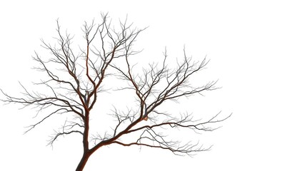 Obraz premium Lone deciduous tree, stark branches against bright white, leaves, botany