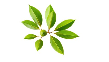 Single vibrant green plant, isolated on pure white background, color, asset