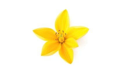 Obraz premium A single vibrant bloom, petals unfurled, isolated on pure white , design element, single flower