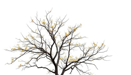 Obraz premium Lone deciduous tree, branches reaching skyward, stark white backdrop, organic, silhouette