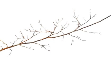 Delicate, bare branches isolated against a pure white backdrop, shape, tree