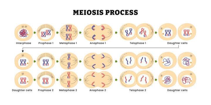 Meiosis process diagram, vector illustration. Interphase, prophase, metaphase, anaphase, telophase,  Cell division, Chromosomes and cells. Daughter Cells, Process of cell division and multiplication.