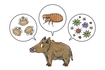 イノシシと寄生虫(ダニ、ノミ、病原菌)