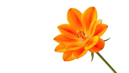Obraz premium A single, vibrant bloom isolated against a pure white backdrop, macro, wallpaper