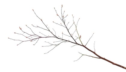 Delicate, bare branches splayed against a pure white backdrop, monochrome, botany