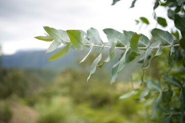 Close up of eucalyptus leaves with forest background.