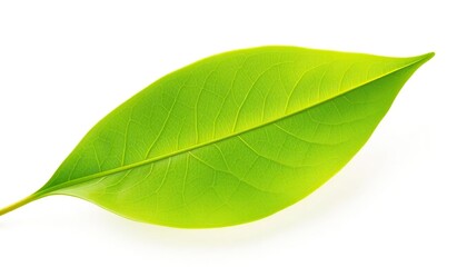 Obraz premium Single leaf, isolated on pure white background, background, stem