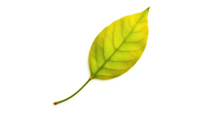 Obraz premium Single leaf, isolated on pure white background, nature, backdrop