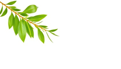 Obraz premium Single vibrant green plant, isolated on pure white backdrop, item, botanical