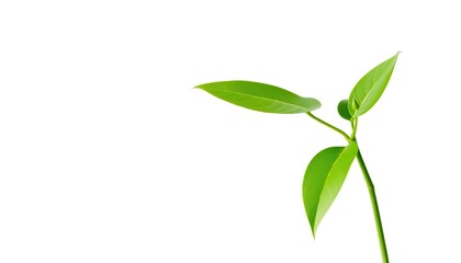 Fototapeta premium A vibrant green plant, isolated against a pure white backdrop, visual, asset