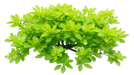Obraz premium Vibrant green plant with lush leaves on a checkered plaid background, captivating closeup