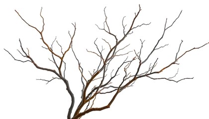 Fototapeta premium Bare, twisted branches isolated on pure white backdrop, minimalist, simple