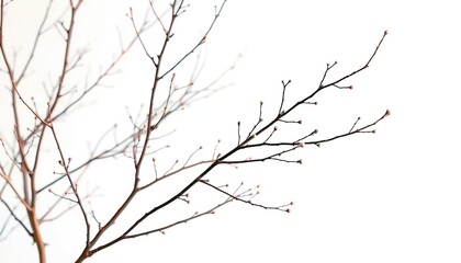 Obraz premium Delicate, bare branches isolated against a pure white backdrop, natural, plant