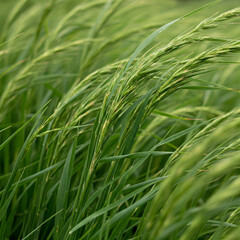 The telegraph plant (Codariocalyx motorius) can move its leaves to music! 🎶 It reacts to sound vibrations, making it one of the few plants that "dances" in response to rhythms! 🎵✨