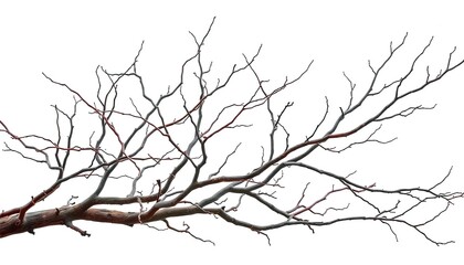Bare, twisted branches isolated on pure white backdrop, macro, brittle