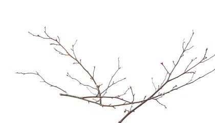 Delicate, bare branches isolated against a pure white backdrop, barren, spring