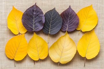 Obraz premium Vivid autumnal leaves in a spectrum of hues on a textured background