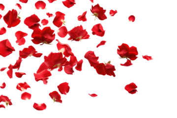 red rose flowers petals  on transparent background