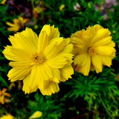 Beautiful yellow cosmos sulphureus flowers blooming in a garden.