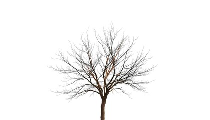 Fototapeta premium Lone deciduous tree, stark branches against pure white, twig, deciduous tree
