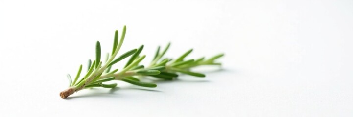 Fototapeta premium single rosemary stem on plain white background, green, simple, single stem