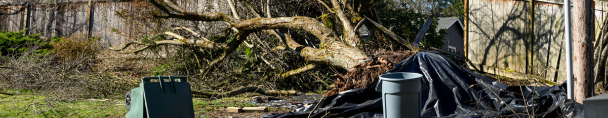 Sunny winter day after the windstorm, mature tree blown over by strong wind smashing wood fence in the process, black tarp and trash cans
