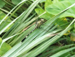 Dragonfly or Orthetrum sabina on green leaf