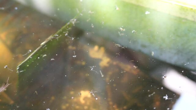 Culex Sp mosquito larvae, which live on the surface of the water