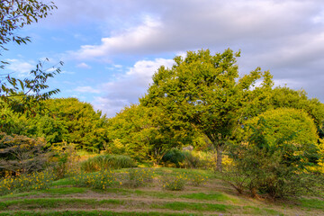 穏やかな自然公園の風景