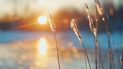 Frozen Plants Glowing In Sunset Light