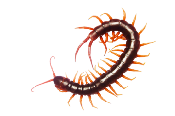 A long brown and orange centipede with a long tail. The centipede is curled up and has a long, thin body