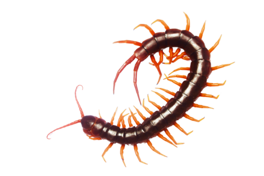 A long brown and orange centipede with a long tail. The centipede is curled up and has a long, thin body