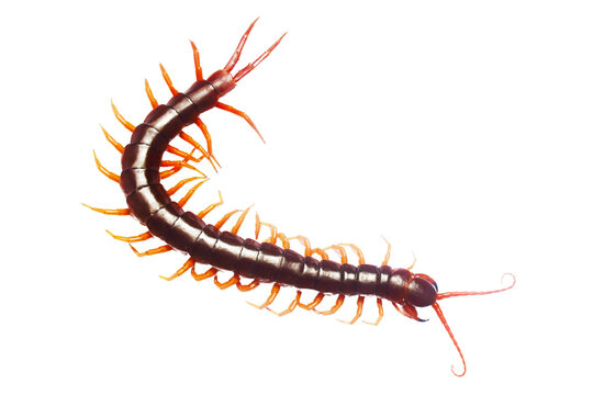 A long brown and orange centipede with a long tail. The centipede is curled up and has a long, thin body