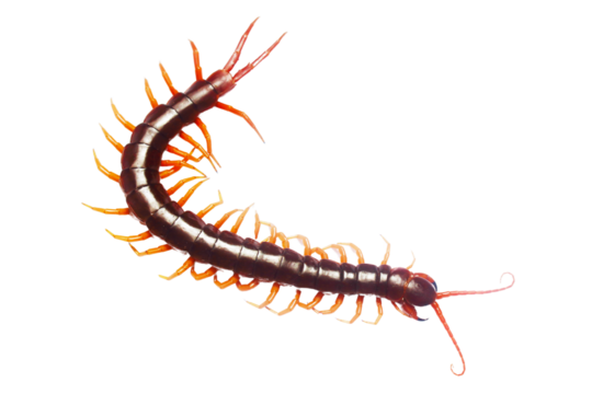 A long brown and orange centipede with a long tail. The centipede is curled up and has a long, thin body