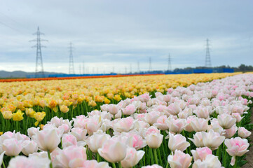 チュウリップ畑