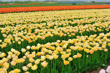 ちゅうりっぷ畑