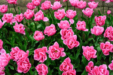 ピンクちゅうりっぷ