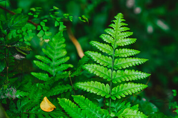 Close-up of vibrant green fern leaves in a tropical forest.