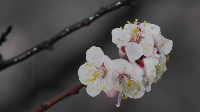 Blossoms and buds of white ume or Japanese apricot at dawn
