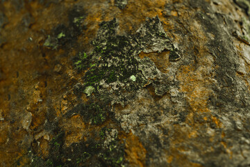 Close-up of a textured tree bark covered with patches of moss and lichen. 