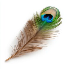 Peacock feather, close-up, white background