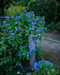 紫陽花と水道