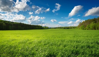 Obraz premium field covered with green grass near the forest and blue picturesque sky with white clouds on a sunny day