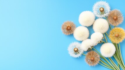 Fluffy Dandelion Seed Heads on Light Blue Background
