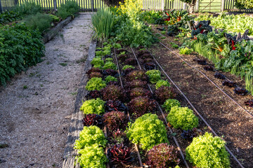 A well-maintained vegetable garden with neatly arranged raised beds filled with vibrant lettuce and...