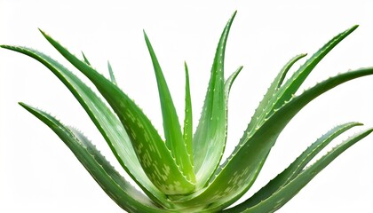 Obraz premium aloe vera plant isolated background clipping path included