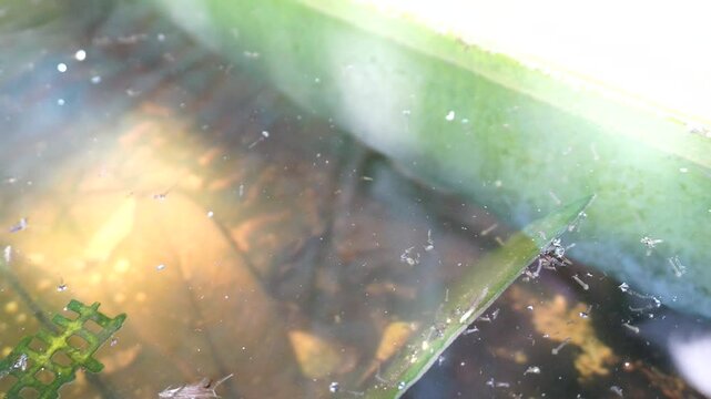 Culex Sp mosquito larvae, which live on the surface of the water