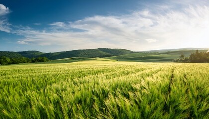 Fototapeta premium green barley field agriculture beautiful rural landscape