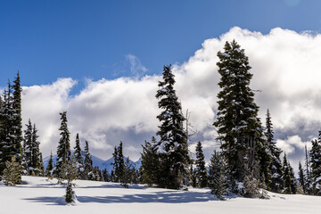 Snow-Covered Forest Under a Blue Sky with Puffy Clouds